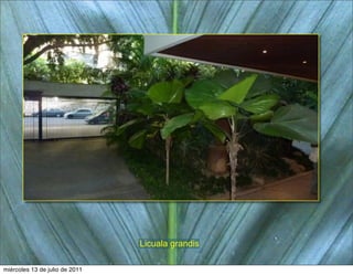 Licuala grandis

miércoles 13 de julio de 2011
 