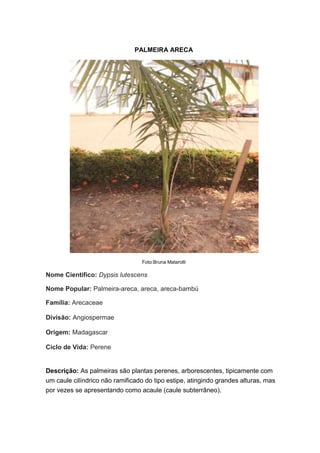 PALMEIRA ARECA<br />Foto:Bruna Matarolli<br />Nome Científico: Dypsis lutescens<br />Nome Popular: Palmeira-areca, areca, areca-bambú<br />Família: Arecaceae<br />Divisão: Angiospermae<br />Origem: Madagascar<br />Ciclo de Vida: Perene<br />Descrição: As palmeiras são plantas perenes, arborescentes, tipicamente com um caule cilíndrico não ramificado do tipo estipe, atingindo grandes alturas, mas por vezes se apresentando como acaule (caule subterrâneo).<br />Não são consideradas árvores porque todas as árvores possuem o crescimento do diâmetro do seu caule para a formação do tronco, que produz a madeira e tal não acontece com as palmeiras.<br />288226596520Folha: As folhas são grandes, verdes, recurvadas, compostas por 20 a 50 pares de folíolos, com pecíolos e ráquis amarelados. <br />Caule: com porte arbustivo (com muitos caules - atinge até 3 metros) ou arbóreo (com poucos caules - atinge até 9 metros). O porte arbustivo é natural, isto é, não é necessário nenhum tipo de manejo para que a planta fique entouceirada.<br />Fruto: são verde-amarelados e tornam-se arroxeados quando maduros.<br />Semente: Noz de areca.<br />.<br />Curiosidade: Deve ser cultivada sob pleno sol, meia-sombra ou sob luz difusa em solo fértil, leve, drenável, enriquecido com matéria orgânica e irrigado regularmente. Tolerante a transplantes e ao frio leve.<br />Nomes: Bárbara Cristina, Bruna Matarolli, Daniele Delmaschio, Letícia Oliveira.   <br />2° D<br />