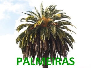 PALMEIRAS
 