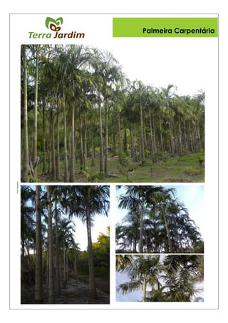 Fonte:belojardim
Palmeira Carpentária
 