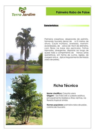 Características
Ficha Técnica
Palmeira Rabo de Paixe
 