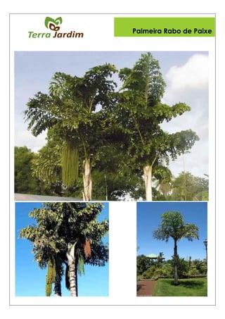 Palmeira Rabo de Paixe
 