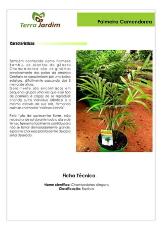 Características
Nome cientíco: Chamaedorea elegans
Classicação: Espécie
Ficha Técnica
Palmeira Camendorea
 