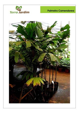 Palmeira Camendorea
 