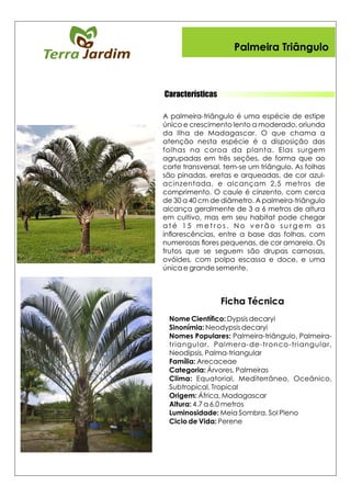 Características
Ficha Técnica
Palmeira Triângulo
 