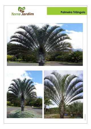 Fonte:Viveiroﬂorescer
Palmeira Triângulo
 