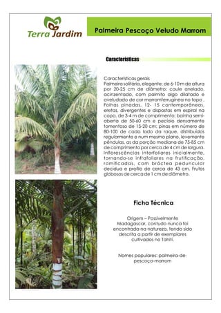 Características
Palmeira Pescoço Veludo Marrom
Ficha Técnica
 