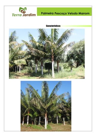 Características
Palmeira Pescoço Veludo Marrom
 