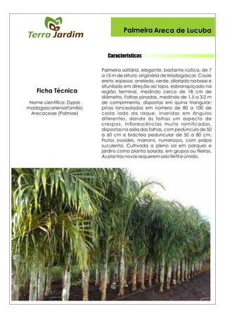 Características
Palmeira Areca de Lucuba
Ficha Técnica
 