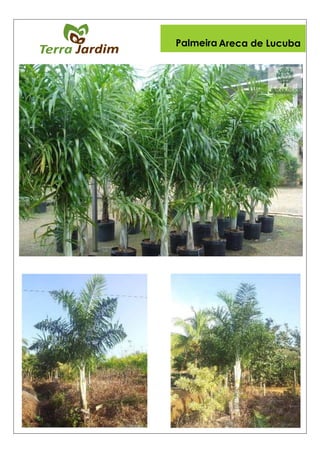 Palmeira Areca de Lucuba
 
