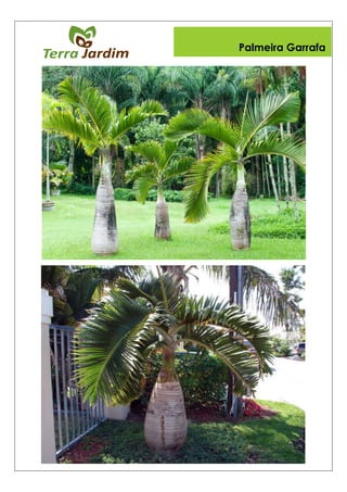 Palmeira Garrafa
 