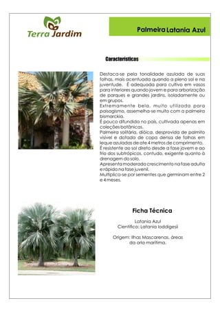 Características
PalmeiraLatania Azul
Ficha Técnica
 