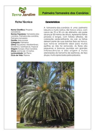 Características
Palmeira Tamareira das Canárias
Ficha Técnica
 