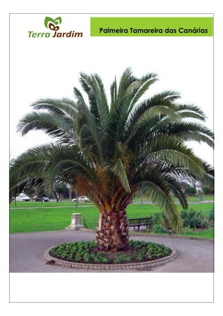 Palmeira Tamareira das Canárias
 