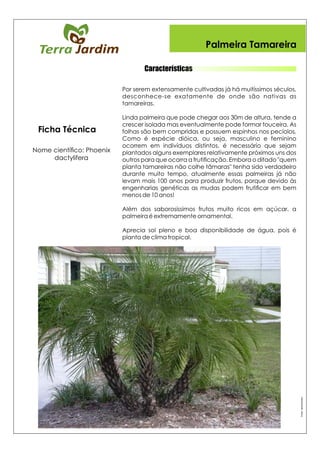 Características
Palmeira Tamareira
Fonte:Jardimexótico
Ficha Técnica
 