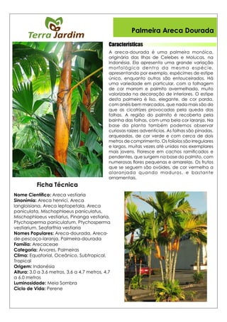Palmeira Areca Dourada
Características
Ficha Técnica
 