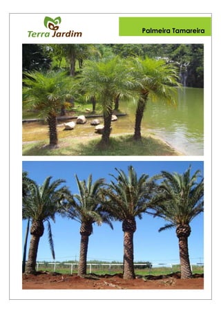 Palmeira Tamareira
 
