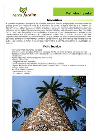 Características
Palmeira Imperial
Fonte:Jardineiro.net
Ficha Técnica
 