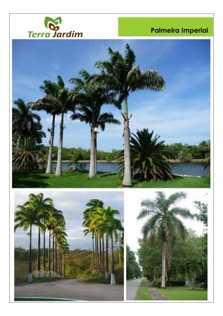 Palmeira Imperial
 