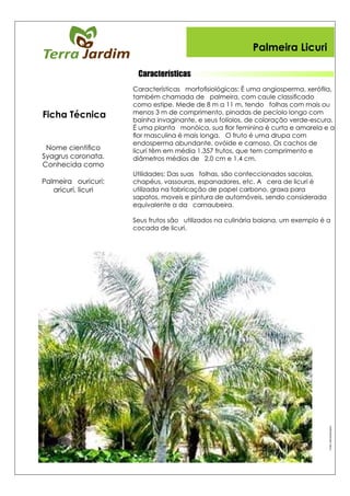 Características
Palmeira Licuri
Fonte:Sementecaiçara
Ficha Técnica
 