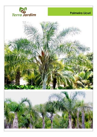 Palmeira Licuri
 