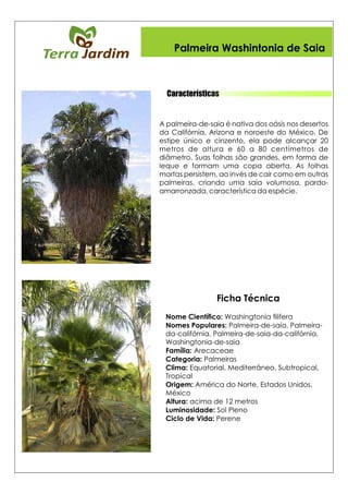 CaracterísticasCaracterísticas
Palmeira Washintonia de Saia
Ficha Técnica
 