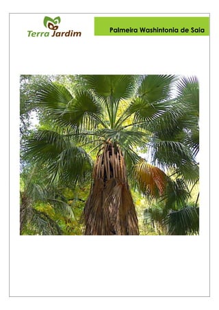 Palmeira Washintonia de Saia
 