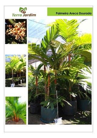Palmeira Areca Dourada
 