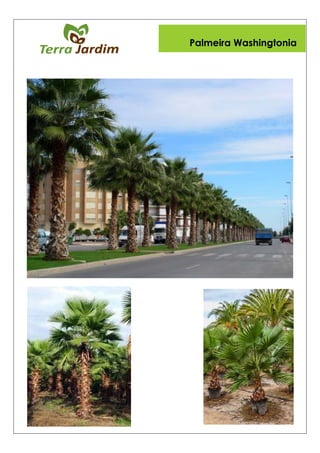 Palmeira Washingtonia
 