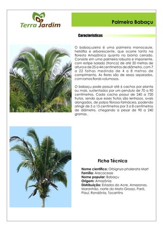 Palmeira Babaçu
Características
Ficha Técnica
 