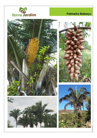 Fonte:asmubip.org.br
Palmeira Babaçu
 