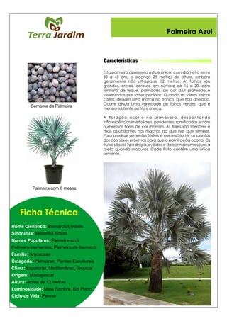 Características
Ficha Técnica
Semente da Palmeira
Palmeira com 6 meses
Palmeira Azul
 