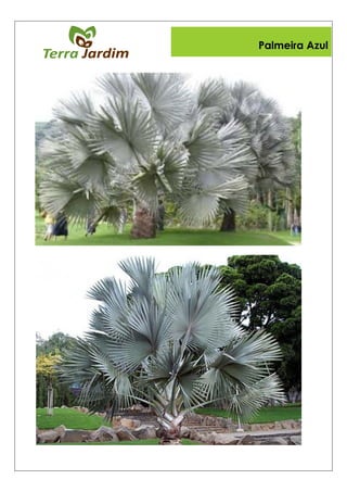 Palmeira Azul
 