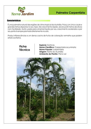 Características
Espécie: Exóticas
Nome Cientíco: Carpentaria acuminata
Nome Popular: carpentária
Origem: Norte da Austrália
Ambiente de Plantio: Pleno sol
Ficha
Técnica
Palmeira Carpentária
 
