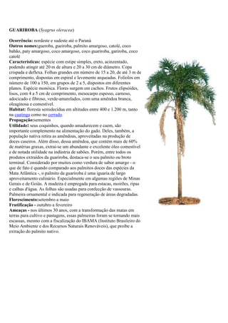 GUARIROBA (Syagrus oleracea)
Ocorrência: nordeste e sudeste até o Paraná
Outros nomes:gueroba, gueiroba, palmito amargoso, catolé, coco
babão, paty amargoso, coco amargoso, coco guariroba, gariroba, coco
catolé
Características: espécie com estipe simples, ereto, acinzentado,
podendo atingir até 20 m de altura e 20 a 30 cm de diâmetro. Copa
crispada e deflexa. Folhas grandes em número de 15 a 20, de até 3 m de
comprimento, dispostas em espiral e levemente arqueadas. Folíolos em
número de 100 a 150, em grupos de 2 a 5, dispostos em diferentes
planos. Espécie monóica. Flores surgem em cachos. Frutos elipsóides,
lisos, com 4 a 5 cm de comprimento, mesocarpo espesso, carnoso,
adocicado e fibroso, verde-amarelados, com uma amêndoa branca,
oleaginosa e comestível.
Habitat: floresta semidecídua em altitudes entre 400 e 1.200 m, tanto
na caatinga como no cerrado.
Propagação:sementes
Utilidade: seus coquinhos, quando amadurecem e caem, são
importante complemento na alimentação do gado. Deles, também, a
população nativa retira as amêndoas, aproveitadas na produção de
doces caseiros. Além disso, dessa amêndoa, que contém mais de 60%
de matérias graxas, extrai-se um abundante e excelente óleo comestível
e de notada utilidade na indústria de sabões. Porém, entre todos os
produtos extraídos da guariroba, destaca-se o seu palmito ou broto
terminal. Considerado por muitos como verdura de sabor amargo - o
que de fato é quando comparado aos palmitos doces das espécies da
Mata Atlântica -, o palmito da guariroba é uma iguaria de largo
aproveitamento culinário. Especialmente em algumas regiões de Minas
Gerais e de Goiás. A madeira é empregada para estacas, moirões, ripas
e calhas d'água. As folhas são usadas para confecção de vassouras.
Palmeira ornamental e indicada para regeneração de áreas degradadas.
Florescimento:setembro a maio
Frutificação - outubro a fevereiro
Ameaças - nos últimos 30 anos, com a transformação das matas em
terras para cultivo e pastagens, essas palmeiras foram se tornando mais
escassas, mesmo com a fiscalização do IBAMA (Instituto Brasileiro do
Meio Ambiente e dos Recursos Naturais Renováveis), que proíbe a
extração do palmito nativo.
 