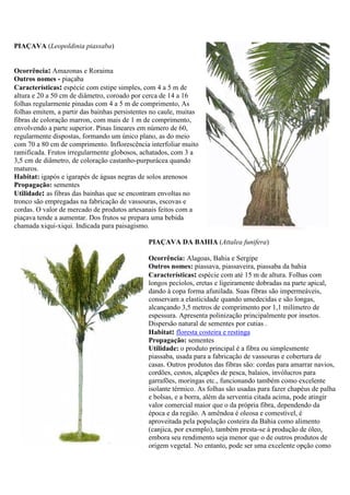PIAÇAVA (Leopoldinia piassaba)
Ocorrência: Amazonas e Roraima
Outros nomes - piaçaba
Características: espécie com estipe simples, com 4 a 5 m de
altura e 20 a 50 cm de diâmetro, coroado por cerca de 14 a 16
folhas regularmente pinadas com 4 a 5 m de comprimento, As
folhas emitem, a partir das bainhas persistentes no caule, muitas
fibras de coloração marron, com mais de 1 m de comprimento,
envolvendo a parte superior. Pinas lineares em número de 60,
regularmente dispostas, formando um único plano, as do meio
com 70 a 80 cm de comprimento. Inflorescência interfoliar muito
ramificada. Frutos irregularmente globosos, achatados, com 3 a
3,5 cm de diâmetro, de coloração castanho-purpurácea quando
maturos.
Habitat: igapós e igarapés de águas negras de solos arenosos
Propagação: sementes
Utilidade: as fibras das bainhas que se encontram envoltas no
tronco são empregadas na fabricação de vassouras, escovas e
cordas. O valor de mercado de produtos artesanais feitos com a
piaçava tende a aumentar. Dos frutos se prepara uma bebida
chamada xiqui-xiqui. Indicada para paisagismo.
PIAÇAVA DA BAHIA (Attalea funifera)
Ocorrência: Alagoas, Bahia e Sergipe
Outros nomes: piassava, piassaveira, piassaba da bahia
Características: espécie com até 15 m de altura. Folhas com
longos pecíolos, eretas e ligeiramente dobradas na parte apical,
dando à copa forma afunilada. Suas fibras são impermeáveis,
conservam a elasticidade quando umedecidas e são longas,
alcançando 3,5 metros de comprimento por 1,1 milímetro de
espessura. Apresenta polinização principalmente por insetos.
Dispersão natural de sementes por cutias .
Habitat: floresta costeira e restinga
Propagação: sementes
Utilidade: o produto principal é a fibra ou simplesmente
piassaba, usada para a fabricação de vassouras e cobertura de
casas. Outros produtos das fibras são: cordas para amarrar navios,
cordões, cestos, alçapões de pesca, balaios, invólucros para
garrafões, moringas etc., funcionando também como excelente
isolante térmico. As folhas são usadas para fazer chapéus de palha
e bolsas, e a borra, além da serventia citada acima, pode atingir
valor comercial maior que o da própria fibra, dependendo da
época e da região. A amêndoa é oleosa e comestível, é
aproveitada pela população costeira da Bahia como alimento
(canjica, por exemplo), também presta-se à produção de óleo,
embora seu rendimento seja menor que o de outros produtos de
origem vegetal. No entanto, pode ser uma excelente opção como
 