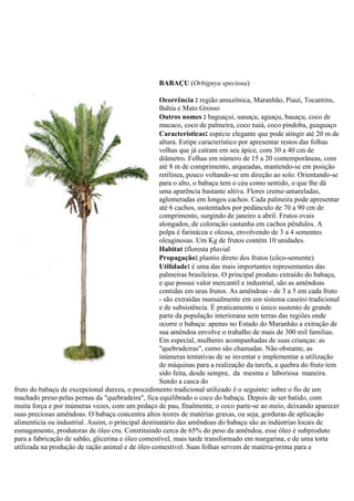 BABAÇU (Orbignya speciosa)
Ocorrência : região amazônica, Maranhão, Piauí, Tocantins,
Bahia e Mato Grosso
Outros nomes : baguaçui, uauaçu, aguaçu, bauaçu, coco de
macaco, coco de palmeira, coco naiá, coco pindoba, guaguaço
Características: espécie elegante que pode atingir até 20 m de
altura. Estipe característico por apresentar restos das folhas
velhas que já caíram em seu ápice, com 30 a 40 cm de
diâmetro. Folhas em número de 15 a 20 contemporâneas, com
até 8 m de comprimento, arqueadas, mantendo-se em posição
retilínea, pouco voltando-se em direção ao solo. Orientando-se
para o alto, o babaçu tem o céu como sentido, o que lhe dá
uma aparência bastante altiva. Flores creme-amareladas,
aglomeradas em longos cachos. Cada palmeira pode apresentar
até 6 cachos, sustentados por pedúnculo de 70 a 90 cm de
comprimento, surgindo de janeiro a abril. Frutos ovais
alongados, de coloração castanha em cachos pêndulos. A
polpa é farinácea e oleosa, envolvendo de 3 a 4 sementes
oleaginosas. Um Kg de frutos contém 10 unidades.
Habitat :floresta pluvial
Propagação: plantio direto dos frutos (côco-semente)
Utilidade: é uma das mais importantes representantes das
palmeiras brasileiras. O principal produto extraído do babaçu,
e que possui valor mercantil e industrial, são as amêndoas
contidas em seus frutos. As amêndoas - de 3 a 5 em cada fruto
- são extraídas manualmente em um sistema caseiro tradicional
e de subsistência. É praticamente o único sustento de grande
parte da população interiorana sem terras das regiões onde
ocorre o babaçu: apenas no Estado do Maranhão a extração de
sua amêndoa envolve o trabalho de mais de 300 mil familias.
Em especial, mulheres acompanhadas de suas crianças: as
"quebradeiras", como são chamadas. Não obstante, as
inúmeras tentativas de se inventar e implementar a utilização
de máquinas para a realização da tarefa, a quebra do fruto tem
sido feita, desde sempre, da mesma e laboriosa maneira.
Sendo a casca do
fruto do babaçu de excepcional dureza, o procedimento tradicional utilizado é o seguinte: sobre o fio de um
machado preso pelas pernas da "quebradeira", fica equilibrado o coco do babaçu. Depois de ser batido, com
muita força e por inúmeras vezes, com um pedaço de pau, finalmente, o coco parte-se ao meio, deixando aparecer
suas preciosas amêndoas. O babaçu concentra altos teores de matérias graxas, ou seja, gorduras de aplicação
alimentícia ou industrial. Assim, o principal destinatário das amêndoas do babaçu são as indústrias locais de
esmagamento, produtoras de óleo cru. Constituindo cerca de 65% do peso da amêndoa, esse óleo é subproduto
para a fabricação de sabão, glicerina e óleo comestível, mais tarde transformado em margarina, e de uma torta
utilizada na produção de ração animal e de óleo comestível. Suas folhas servem de matéria-prima para a
 