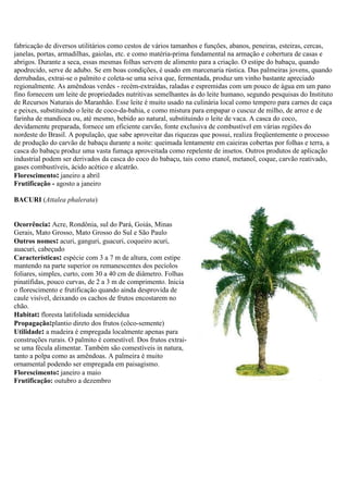 fabricação de diversos utilitários como cestos de vários tamanhos e funções, abanos, peneiras, esteiras, cercas,
janelas, portas, armadilhas, gaiolas, etc. e como matéria-prima fundamental na armação e cobertura de casas e
abrigos. Durante a seca, essas mesmas folhas servem de alimento para a criação. O estipe do babaçu, quando
apodrecido, serve de adubo. Se em boas condições, é usado em marcenaria rústica. Das palmeiras jovens, quando
derrubadas, extrai-se o palmito e coleta-se uma seiva que, fermentada, produz um vinho bastante apreciado
regionalmente. As amêndoas verdes - recém-extraídas, raladas e espremidas com um pouco de água em um pano
fino fornecem um leite de propriedades nutritivas semelhantes às do leite humano, segundo pesquisas do Instituto
de Recursos Naturais do Maranhão. Esse leite é muito usado na culinária local como tempero para carnes de caça
e peixes, substituindo o leite de coco-da-bahia, e como mistura para empapar o cuscuz de milho, de arroz e de
farinha de mandioca ou, até mesmo, bebido ao natural, substituindo o leite de vaca. A casca do coco,
devidamente preparada, fornece um eficiente carvão, fonte exclusiva de combustível em várias regiões do
nordeste do Brasil. A população, que sabe aproveitar das riquezas que possui, realiza freqüentemente o processo
de produção do carvão de babaçu durante a noite: queimada lentamente em caieiras cobertas por folhas e terra, a
casca do babaçu produz uma vasta fumaça aproveitada como repelente de insetos. Outros produtos de aplicação
industrial podem ser derivados da casca do coco do babaçu, tais como etanol, metanol, coque, carvão reativado,
gases combustíveis, ácido acético e alcatrão.
Florescimento: janeiro a abril
Frutificação - agosto a janeiro
BACURI (Attalea phalerata)
Ocorrência: Acre, Rondônia, sul do Pará, Goiás, Minas
Gerais, Mato Grosso, Mato Grosso do Sul e São Paulo
Outros nomes: acuri, ganguri, guacuri, coqueiro acuri,
auacuri, cabeçudo
Características: espécie com 3 a 7 m de altura, com estipe
mantendo na parte superior os remanescentes dos pecíolos
foliares, simples, curto, com 30 a 40 cm de diâmetro. Folhas
pinatífidas, pouco curvas, de 2 a 3 m de comprimento. Inicia
o florescimento e frutificação quando ainda desprovida de
caule visível, deixando os cachos de frutos encostarem no
chão.
Habitat: floresta latifoliada semidecídua
Propagação:plantio direto dos frutos (côco-semente)
Utilidade: a madeira é empregada localmente apenas para
construções rurais. O palmito é comestível. Dos frutos extrai-
se uma fécula alimentar. Também são comestíveis in natura,
tanto a polpa como as amêndoas. A palmeira é muito
ornamental podendo ser empregada em paisagismo.
Florescimento: janeiro a maio
Frutificação: outubro a dezembro
 