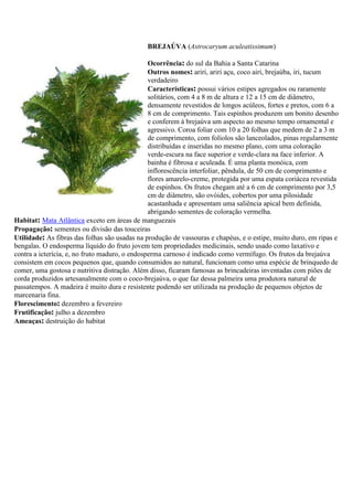BREJAÚVA (Astrocaryum aculeatissimum)
Ocorrência: do sul da Bahia a Santa Catarina
Outros nomes: ariri, ariri açu, coco airi, brejaúba, iri, tucum
verdadeiro
Características: possui vários estipes agregados ou raramente
solitários, com 4 a 8 m de altura e 12 a 15 cm de diâmetro,
densamente revestidos de longos acúleos, fortes e pretos, com 6 a
8 cm de comprimento. Tais espinhos produzem um bonito desenho
e conferem à brejaúva um aspecto ao mesmo tempo ornamental e
agressivo. Coroa foliar com 10 a 20 folhas que medem de 2 a 3 m
de comprimento, com folíolos são lanceolados, pinas regularmente
distribuídas e inseridas no mesmo plano, com uma coloração
verde-escura na face superior e verde-clara na face inferior. A
bainha é fibrosa e aculeada. É uma planta monóica, com
inflorescência interfoliar, pêndula, de 50 cm de comprimento e
flores amarelo-creme, protegida por uma espata coriácea revestida
de espinhos. Os frutos chegam até a 6 cm de comprimento por 3,5
cm de diâmetro, são ovóides, cobertos por uma pilosidade
acastanhada e apresentam uma saliência apical bem definida,
abrigando sementes de coloração vermelha.
Habitat: Mata Atlântica exceto em áreas de manguezais
Propagação: sementes ou divisão das touceiras
Utilidade: As fibras das folhas são usadas na produção de vassouras e chapéus, e o estipe, muito duro, em ripas e
bengalas. O endosperma líquido do fruto jovem tem propriedades medicinais, sendo usado como laxativo e
contra a icterícia, e, no fruto maduro, o endosperma carnoso é indicado como vermífugo. Os frutos da brejaúva
consistem em cocos pequenos que, quando consumidos ao natural, funcionam como uma espécie de brinquedo de
comer, uma gostosa e nutritiva distração. Além disso, ficaram famosas as brincadeiras inventadas com piões de
corda produzidos artesanalmente com o coco-brejaúva, o que faz dessa palmeira uma produtora natural de
passatempos. A madeira é muito dura e resistente podendo ser utilizada na produção de pequenos objetos de
marcenaria fina.
Florescimento: dezembro a fevereiro
Frutificação: julho a dezembro
Ameaças: destruição do habitat
 