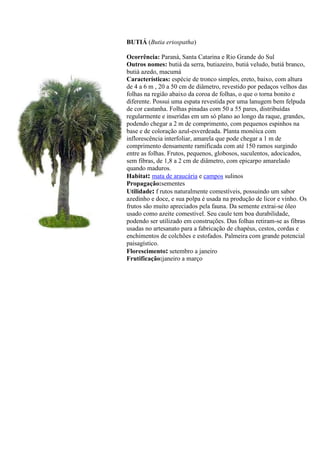 BUTIÁ (Butia eriospatha)
Ocorrência: Paraná, Santa Catarina e Rio Grande do Sul
Outros nomes: butiá da serra, butiazeiro, butiá veludo, butiá branco,
butiá azedo, macumá
Características: espécie de tronco simples, ereto, baixo, com altura
de 4 a 6 m , 20 a 50 cm de diâmetro, revestido por pedaços velhos das
folhas na região abaixo da coroa de folhas, o que o torna bonito e
diferente. Possui uma espata revestida por uma lanugem bem felpuda
de cor castanha. Folhas pinadas com 50 a 55 pares, distribuídas
regularmente e inseridas em um só plano ao longo da raque, grandes,
podendo chegar a 2 m de comprimento, com pequenos espinhos na
base e de coloração azul-esverdeada. Planta monóica com
inflorescência interfoliar, amarela que pode chegar a 1 m de
comprimento densamente ramificada com até 150 ramos surgindo
entre as folhas. Frutos, pequenos, globosos, suculentos, adocicados,
sem fibras, de 1,8 a 2 cm de diâmetro, com epicarpo amarelado
quando maduros.
Habitat: mata de araucária e campos sulinos
Propagação:sementes
Utilidade: f rutos naturalmente comestíveis, possuindo um sabor
azedinho e doce, e sua polpa é usada na produção de licor e vinho. Os
frutos são muito apreciados pela fauna. Da semente extrai-se óleo
usado como azeite comestível. Seu caule tem boa durabilidade,
podendo ser utilizado em construções. Das folhas retiram-se as fibras
usadas no artesanato para a fabricação de chapéus, cestos, cordas e
enchimentos de colchões e estofados. Palmeira com grande potencial
paisagístico.
Florescimento: setembro a janeiro
Frutificação:janeiro a março
 