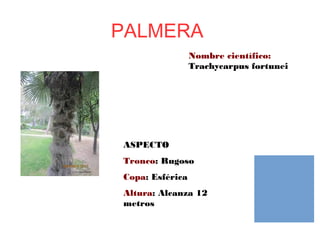 PALMERA
Nombre científico:
Trachycarpus fortunei
ASPECTO
Tronco: Rugoso
Copa: Esférica
Altura: Alcanza 12
metros
 