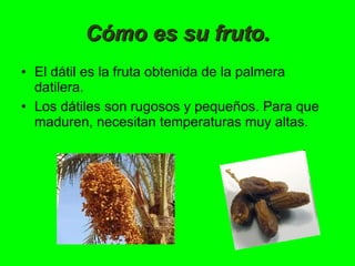 La palmera datilera | PPT