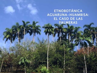 ETNOBOTÁNICA AGUARUNA-HUAMBISA: EL CASO DE LAS PALMERAS 