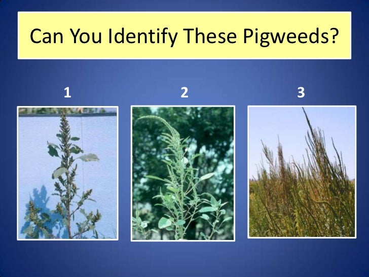 pigweeds pictures