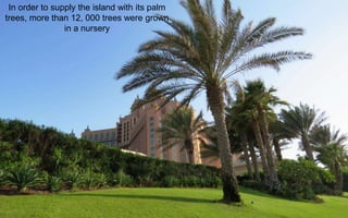 In order to supply the island with its palm
trees, more than 12, 000 trees were grown
in a nursery
 