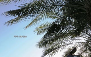 Palm Island Drive , Dubai