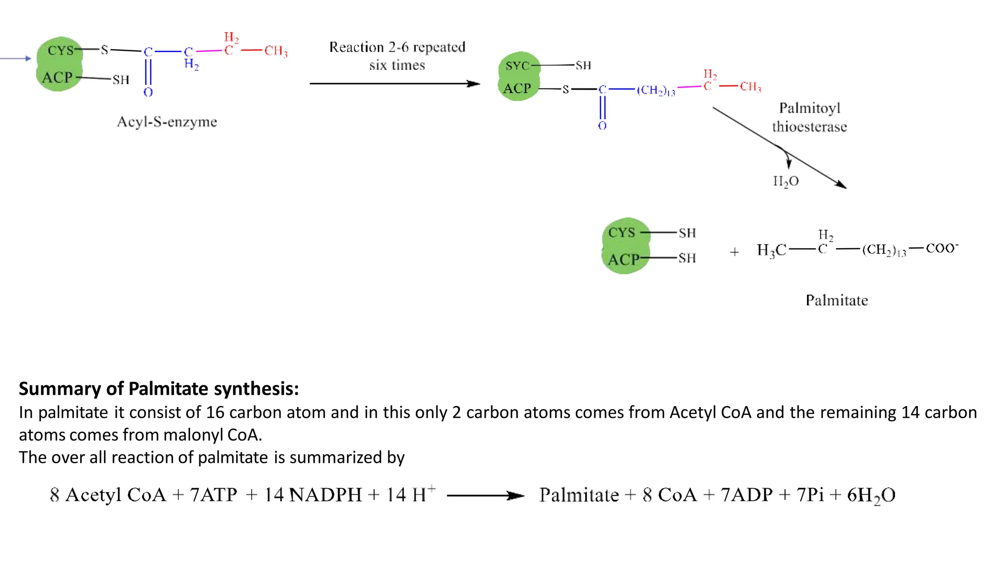 Palmitic acid synthesis with the help of coolege bsc 3rd semester | PDF