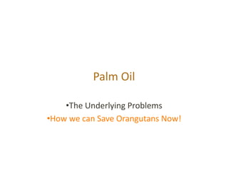 Palm Oil 

     • The Underlying Problems  
• How we can Save Orangutans Now! 
 