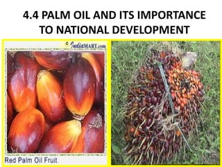 4.4 PALM OIL AND ITS IMPORTANCE
TO NATIONAL DEVELOPMENT
 