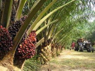 Palm oil